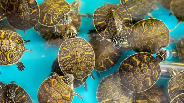 turtles salmonella