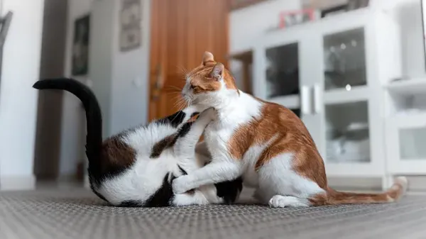 why cats fight