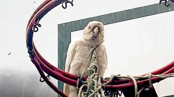 wild parrot gets trapped in a basketball hoop