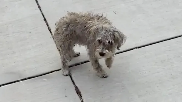 wobbly rescue dog learns its easier to run
