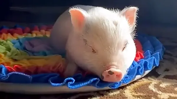 woman secretly brings home a tiny pig