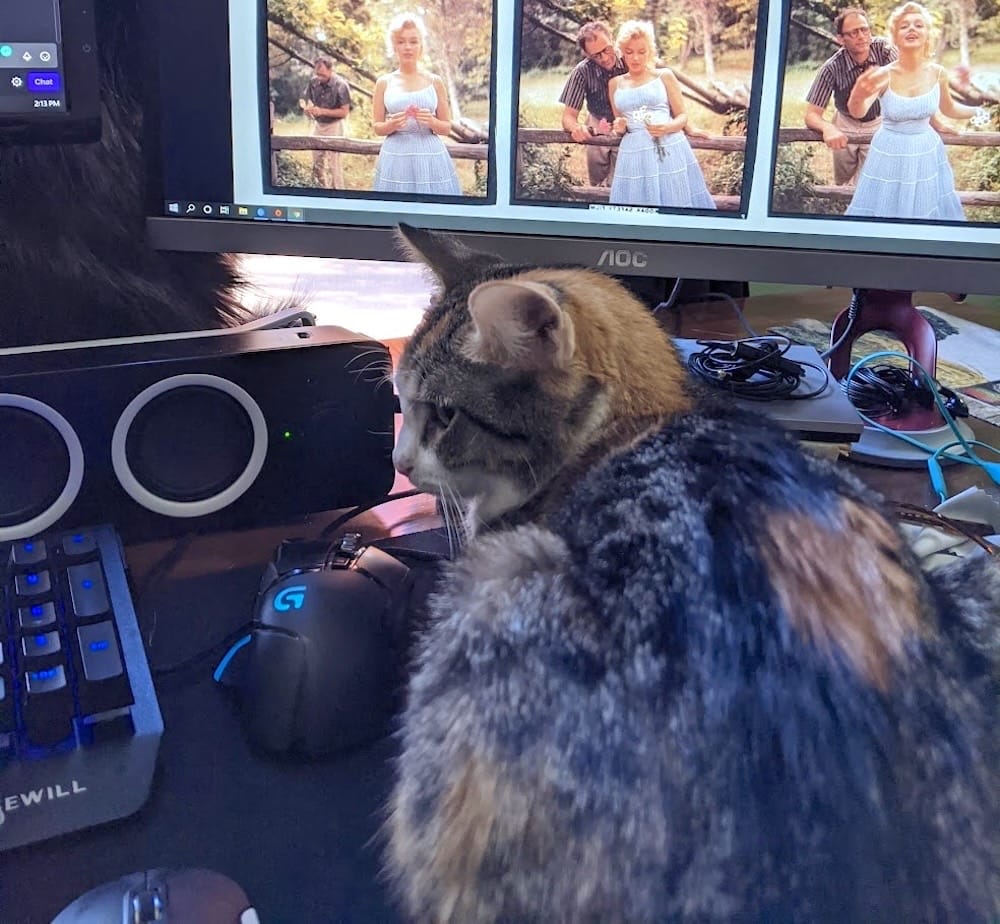 Oli is a beautiful orange and brown kitty who can be seen in front of his human's computer and staring at their keyboard, as if monitoring what they're typing.