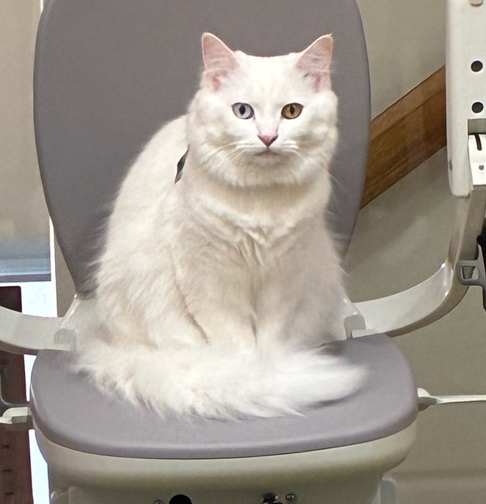 Storm is a beautiful white fluffy kitty who is sat on an accessibility chair, looking into the camera.