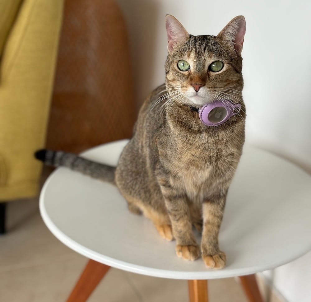 Cali is a pumpkin orange/brown-colored kitty cat with an AirTag collar on, she is staring into the camera with beautiful green eyes, and sat on a coffee table.