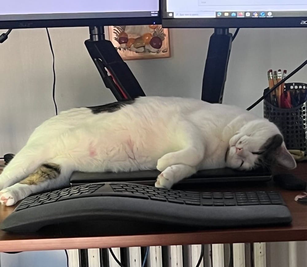 Muffins is a mostly white and black cat who can be seen here asleep, belly out, on their human's computer desk, underneath their monitor.