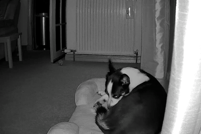 an animated GIF showing a pup on their dog bed and then standing up to snuggle on the floor.