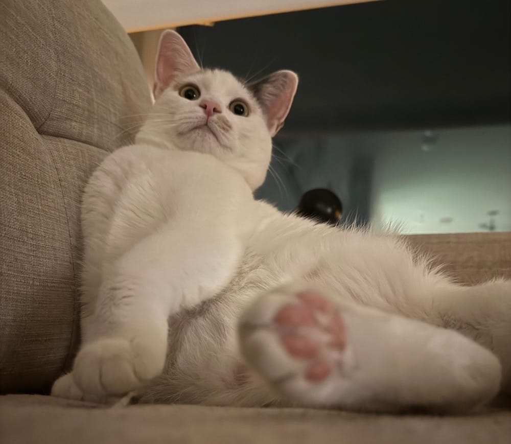 Ms. Charmaine is a white kitty who can be seen here on the couch, with her pink bean toes, looking at the camera as if with a look of shock and surprise!