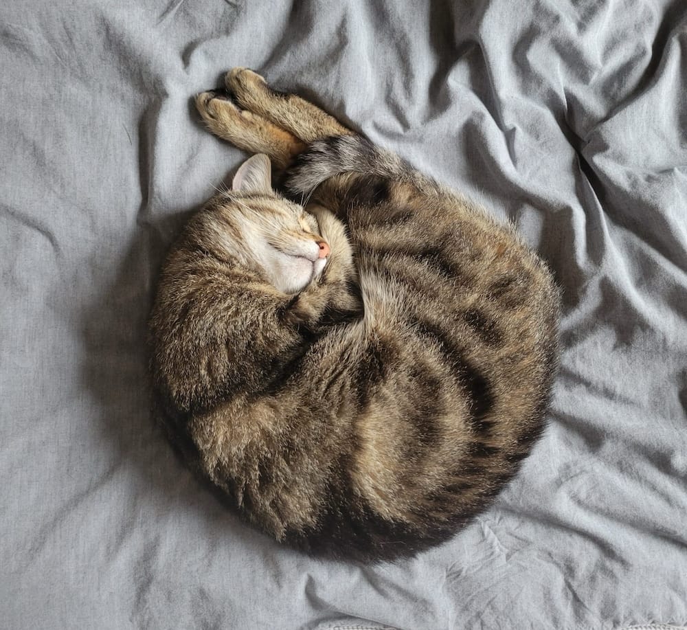Robot T-Rex is a brown and grey kitten who can be seen here asleep, curled up into a perfect circle, on some bedding.