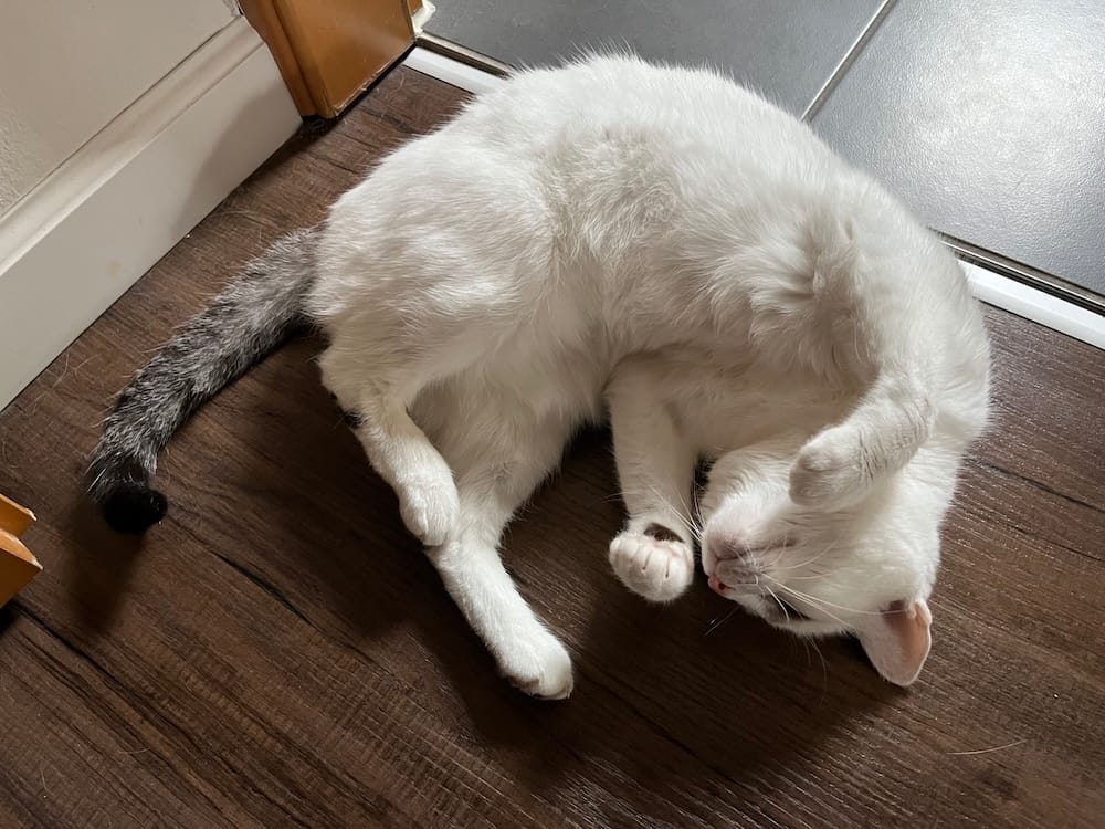 Ruby is a white kitty with a grey tail, who can be seen here on a wooden floor curled up on her back with her belly exposed and her paws up.