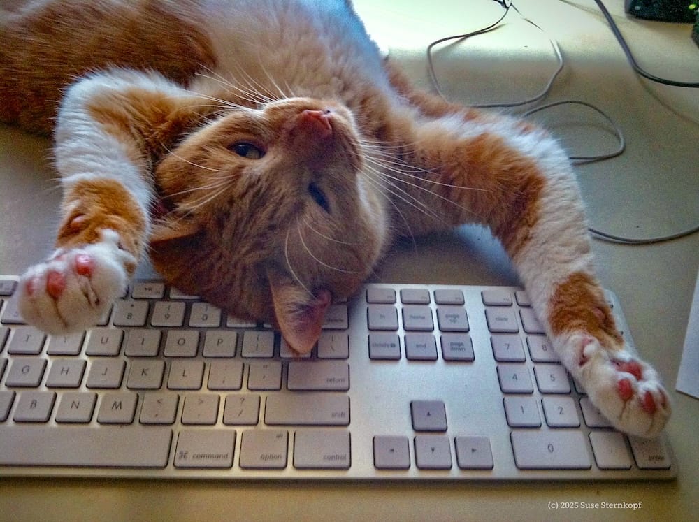 Bert is an orange and white tabby who can be seen with his arms splayed out across an Apple keyboard, upside down.