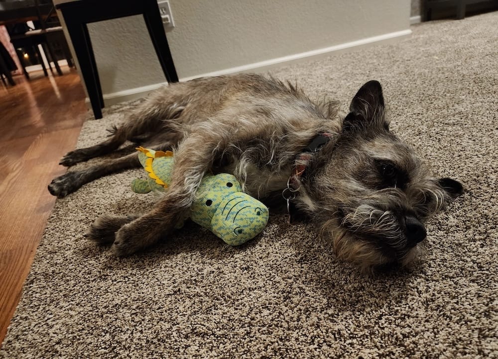 Eleanor is a beautiful brown and grey pup who can be seen lying on the floor/rug snuggling her pet crocodile.