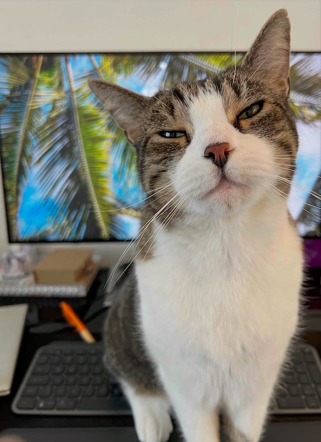 Bandito is a very handsome grey and brown and white cat, who can be seen sitting on his human's keyboard while looking into the camera; the computer monitor is in the background.