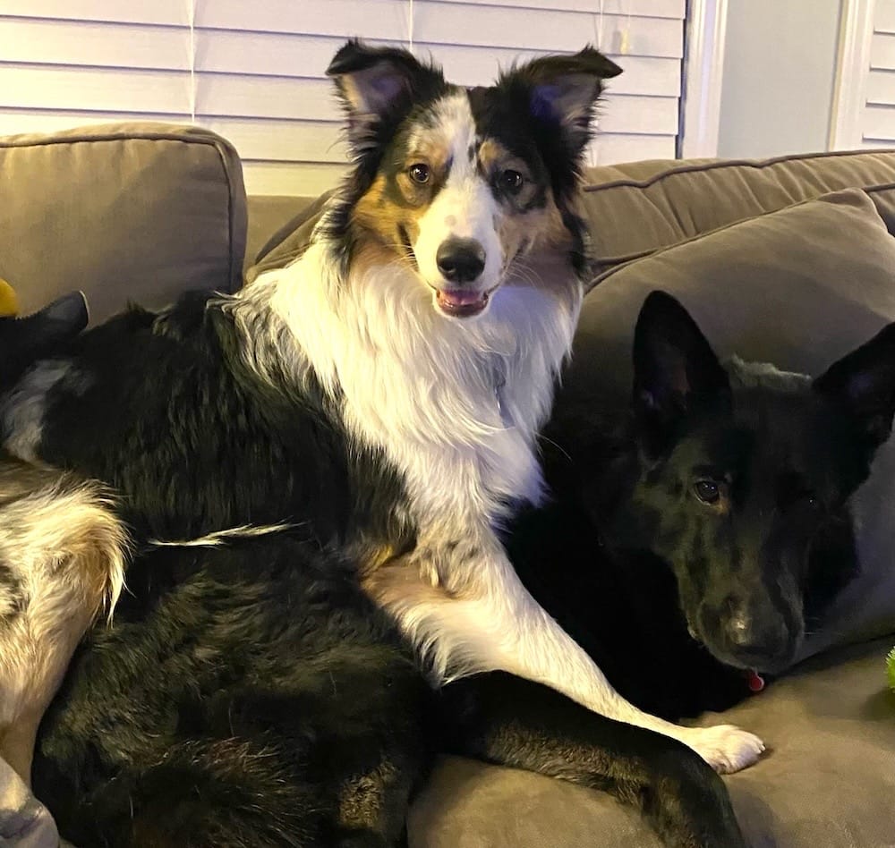 Baxter is a brown, black and white pup, and Scarlet is a black pupper, sat together on a sofa.