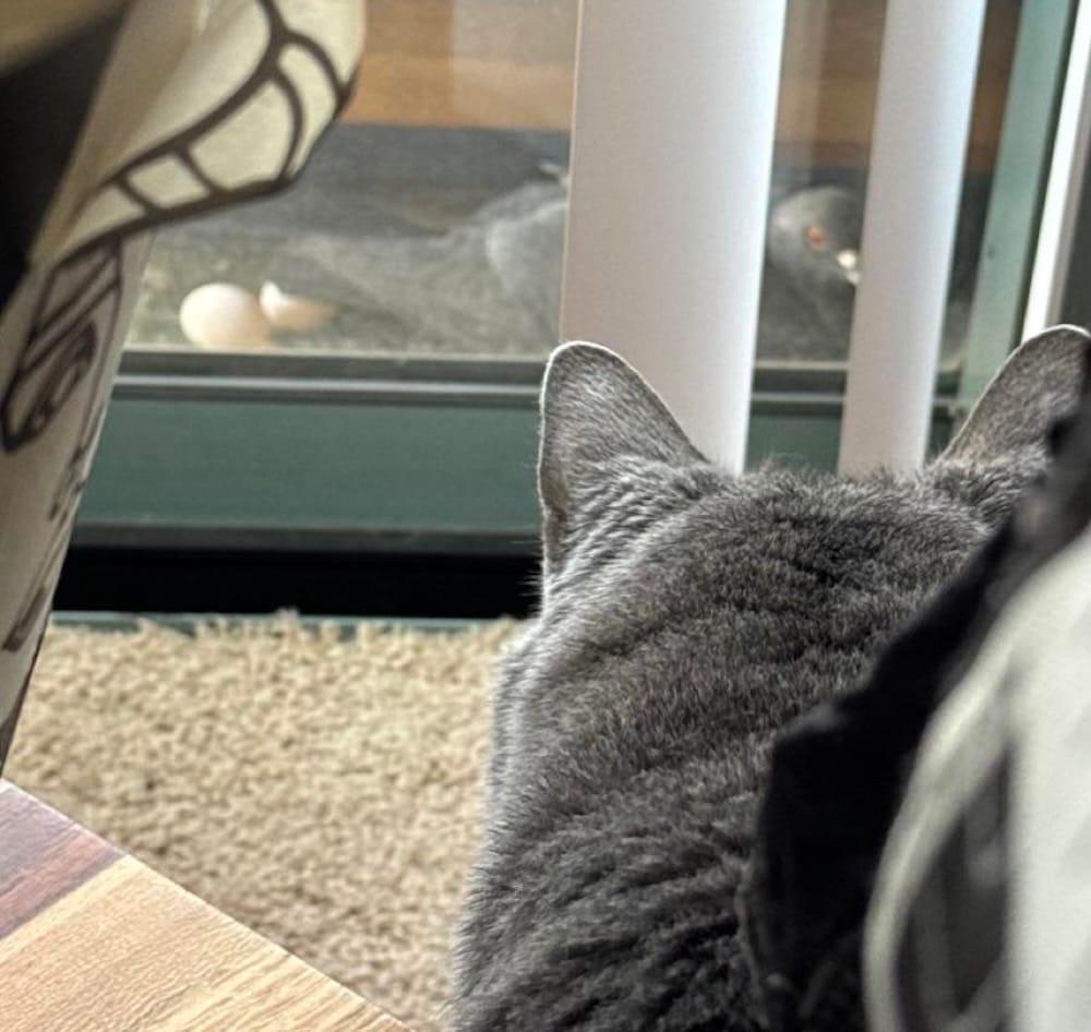 my cat Theo sat at the window, staring at a pigeon, staring right back at him, sitting next to two bright white eggs.