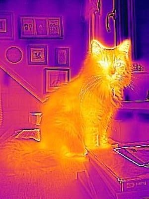 a photo of a cat sitting and looking at the camera, taken with a thermal imaging camera. Its head is glowing bright yellow, especially its eyes and ears. The rest of the body is coloured a softer orange against the red and purple of the cooler background of the rest of the room.
