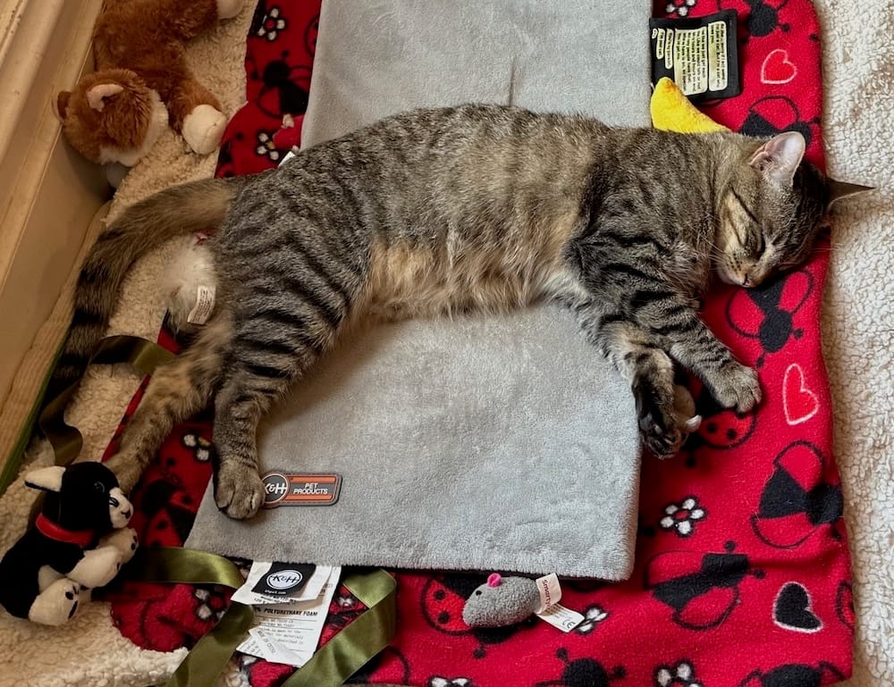 Muffin is a very cute tabby cat who is asleep on her blanket, on a dog bed, surrounded by toys.