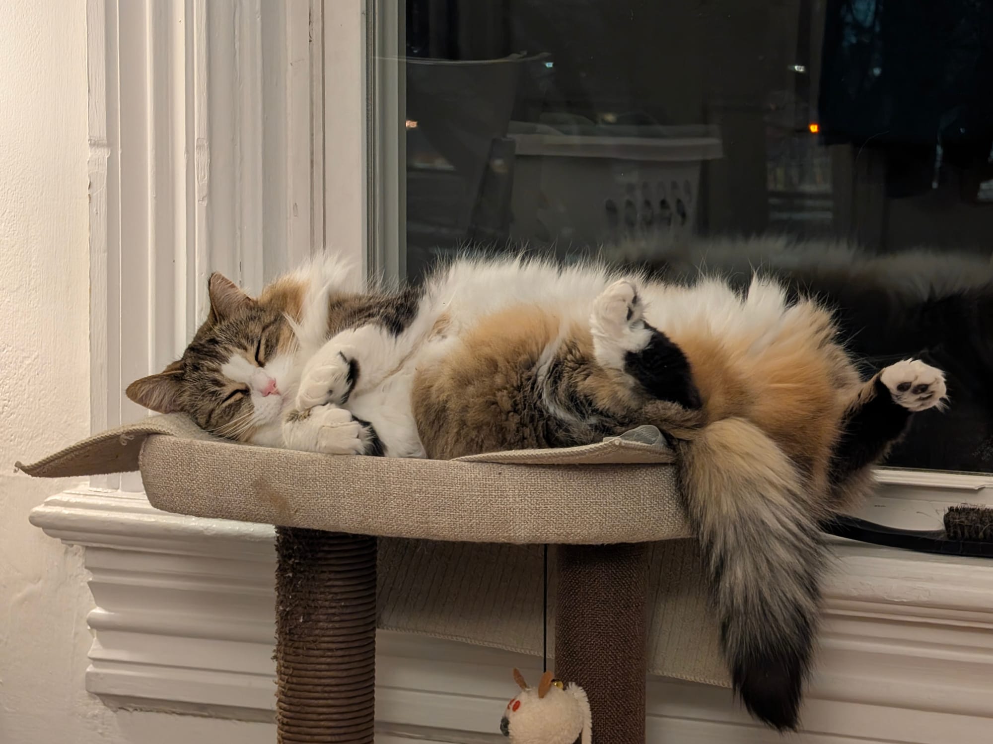 Whisper is a very cute brown and orange fluffy kitty, with a white fluffy belly, smeeling on a cat tree by a window.