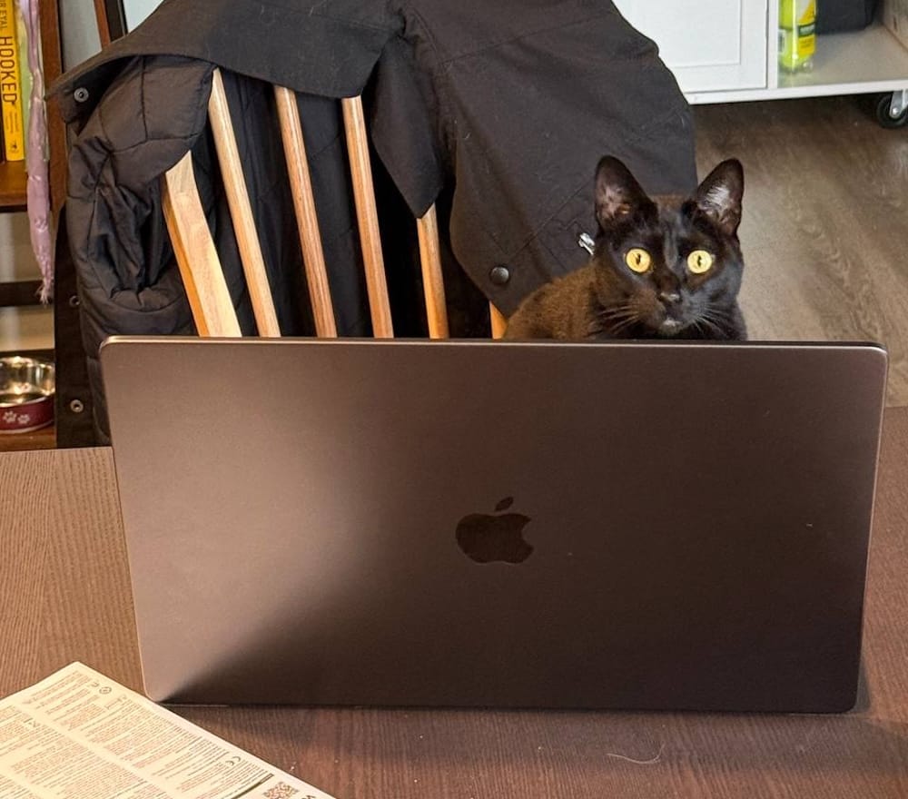 Silvia is a black cat (aka void floof) who can be seen, seemingly startled, sat on a chair at a table facing an open MacBook, as if working on it.