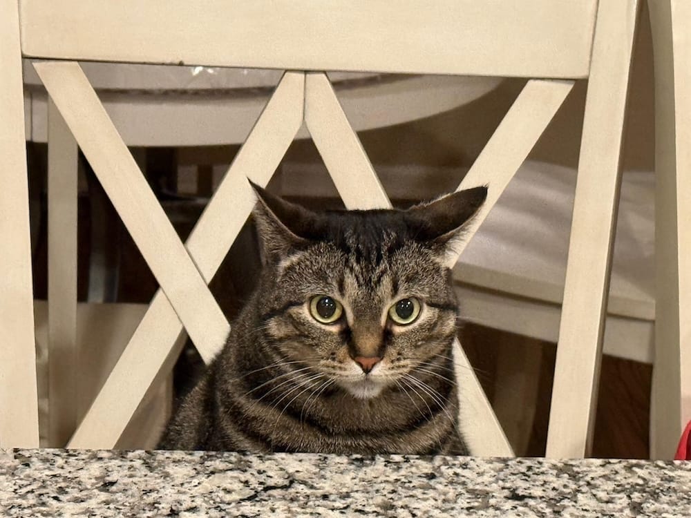 Miss Cat is a tabby kitty who can be seen here sat on a chair at the breakfast bar, looking at the camera.