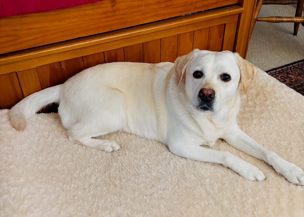 Winnie is a white furred pupper who can be seen on a blanket relaxing and looking very chill.
