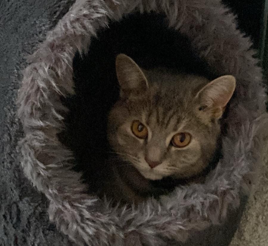 Sushi is a grey tabby who can be seen here snuggled in their fluffy cat bed.