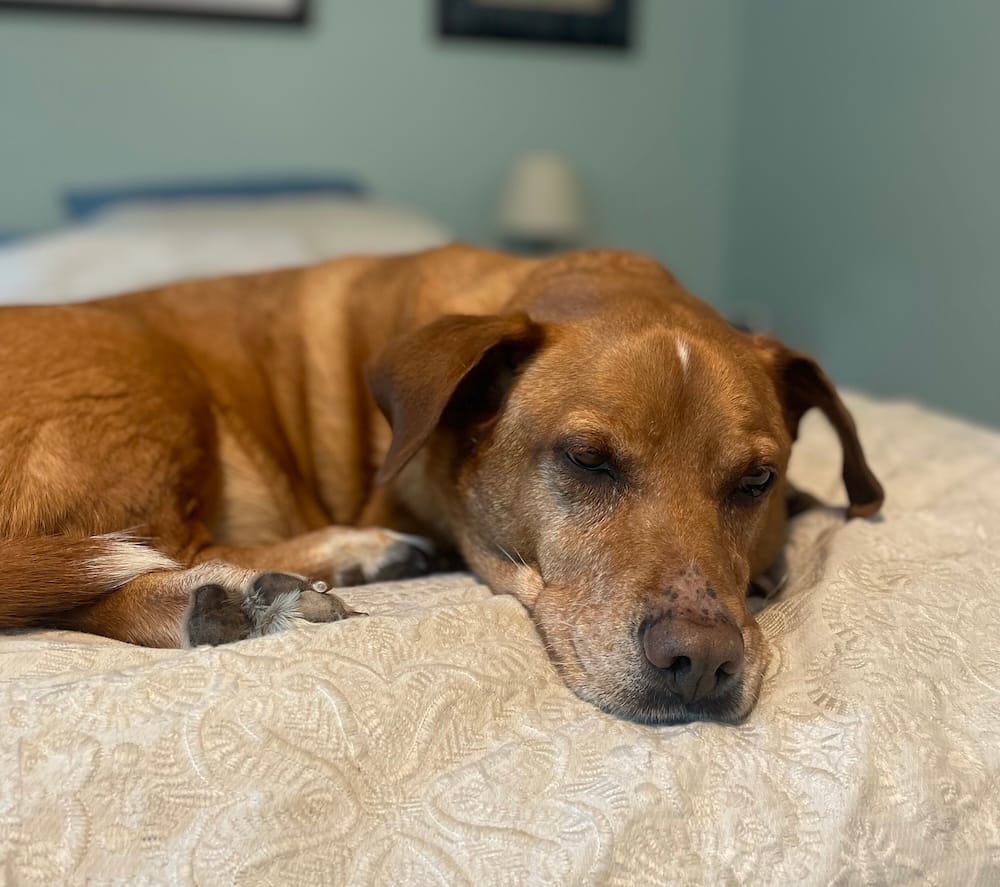 Ginger is a brown and dark-orange pupper who can be seen here looking beautiful and zen, laying cuddled up on a bedspread.