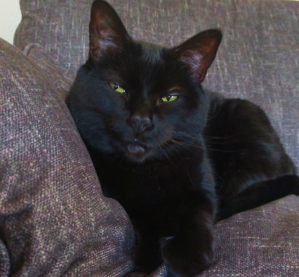 Maddy is an extremely cute jet-black void floof who can be seen here looking at the camera with beautiful green eyes, and sitting on a sofa.