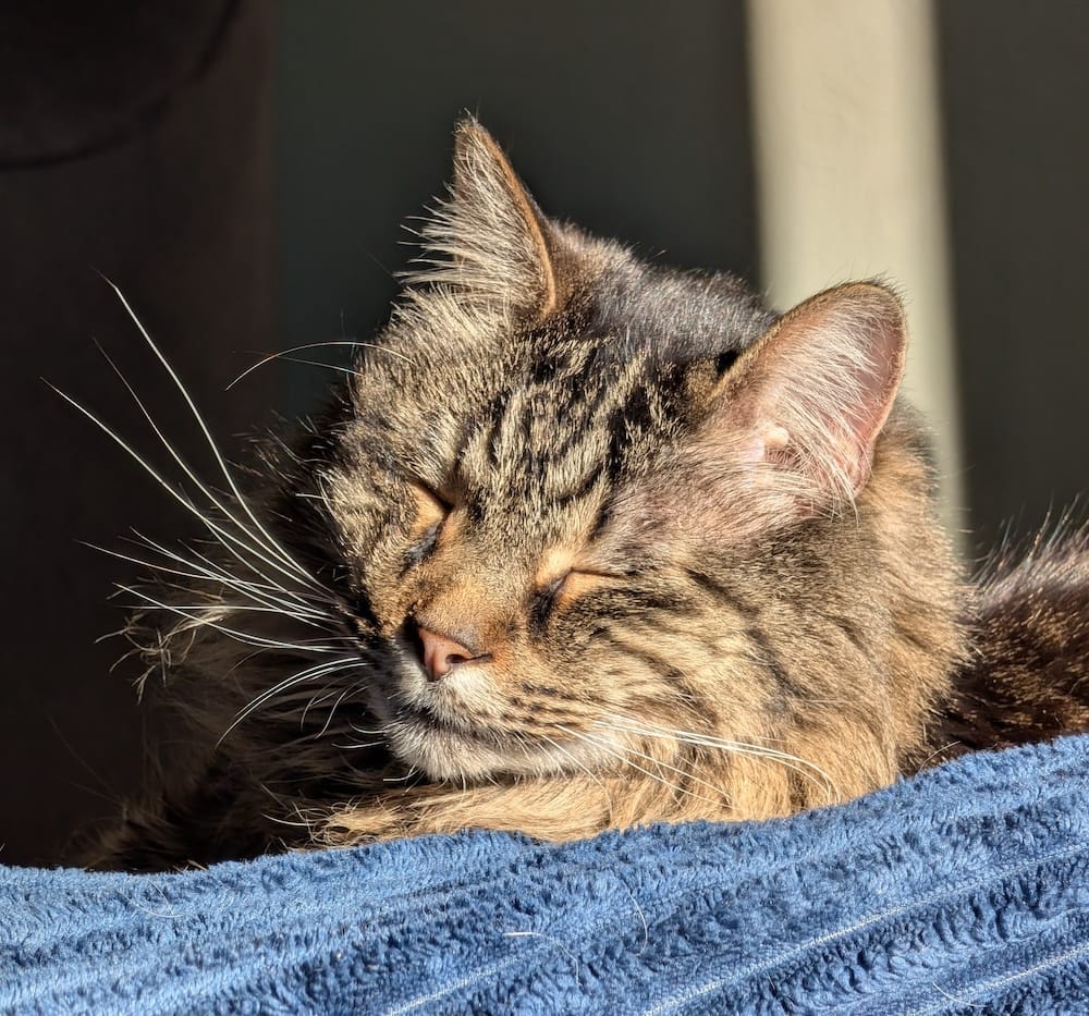 Murphy is a very handsome brown and dark orange tabby who can be seen here resting and snoozing on a blue blanket, in a stream of sunlight.