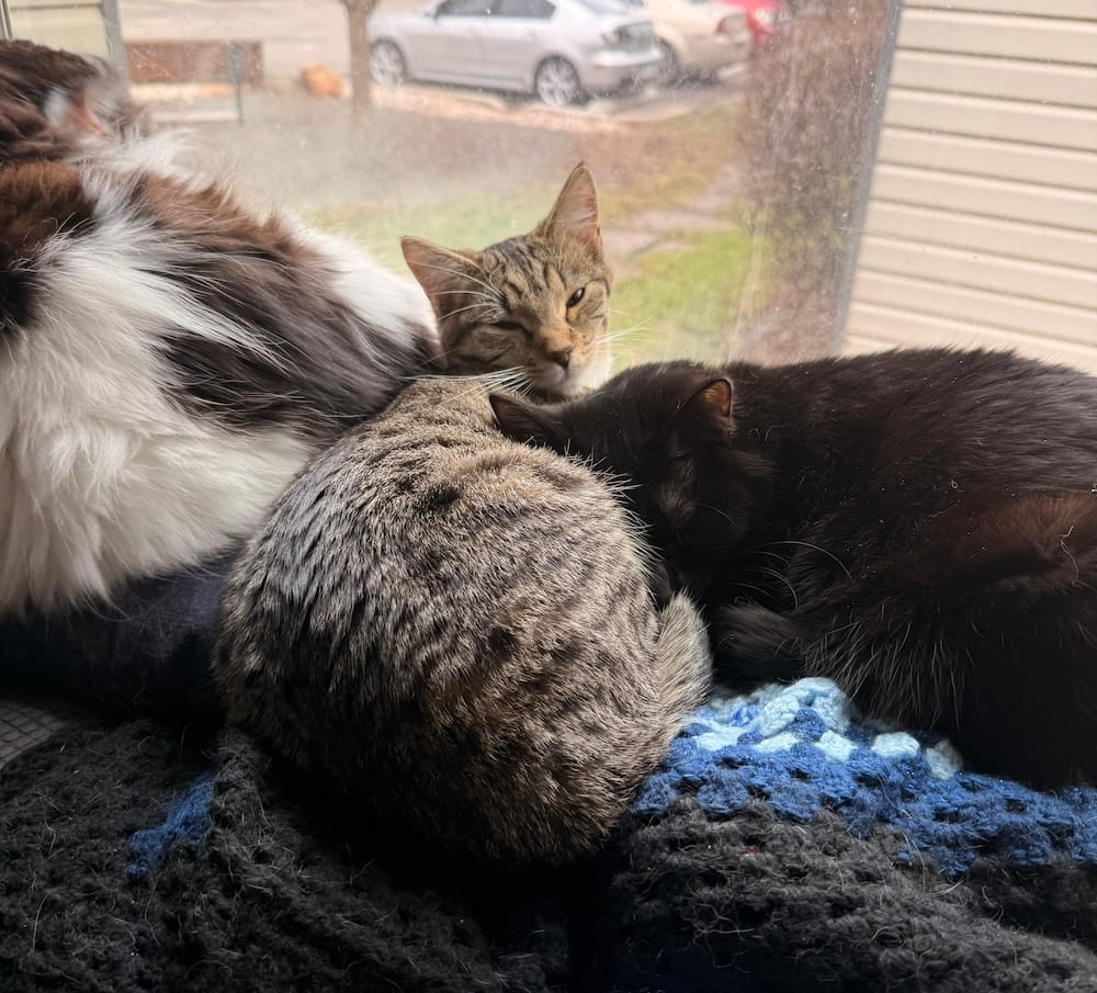 Bruce (black and white), Tonic (a tabby cat) and Gin (a half-asleep black cat) can be seen in this photo, bundled up and snuggling each other, by the window.