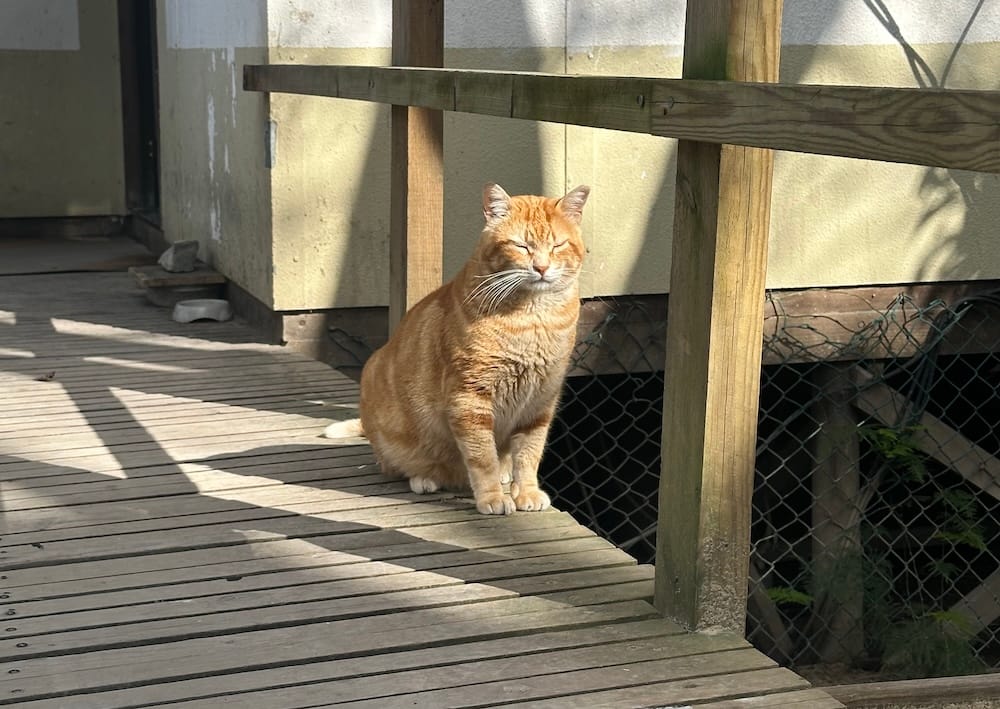 Castle Cat, as he is known, is an orange tabby who can be seen here on a wooden bridge, with his eyes closed, but stood up, enjoying the sunlight.