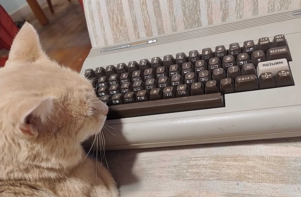Meech is an orange kitty who can be seen asleep, with his head resting on the side of a computer keyboard.