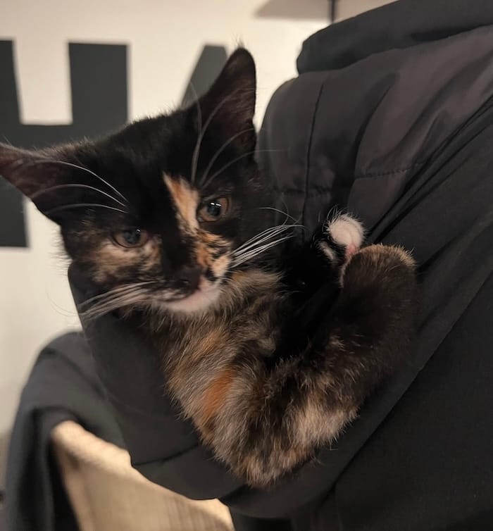 Stevie is a small orange, brown and black calico cat who can be.seen here snuggled up in the hood of someone's hoodie.