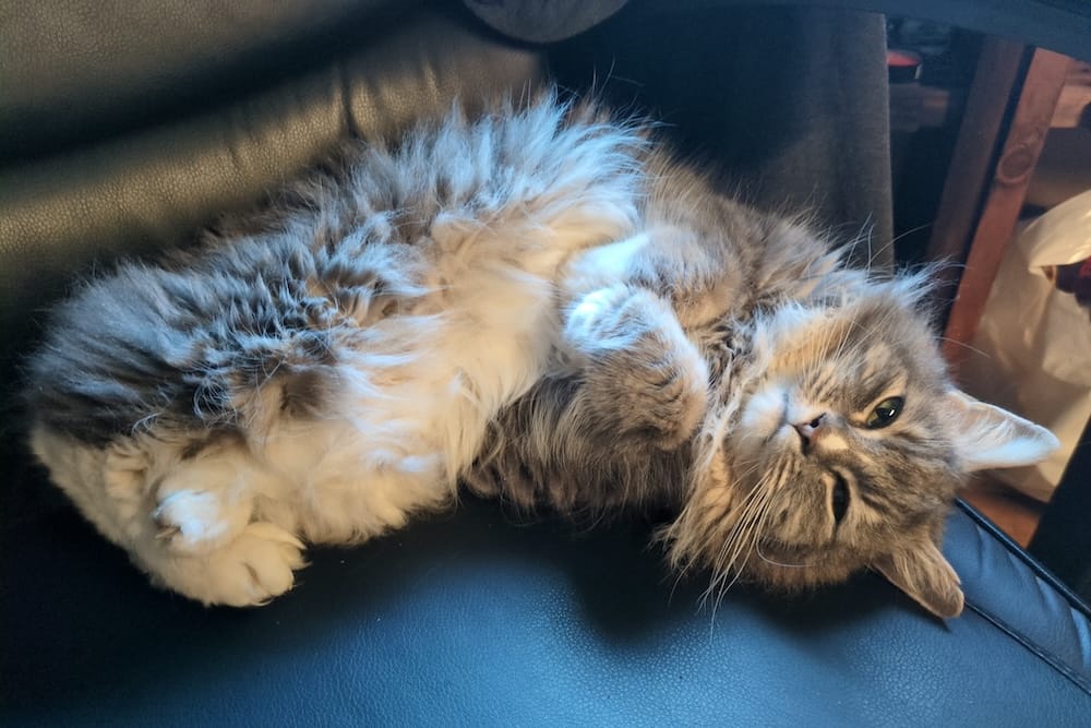 Neil is a very cute grey and white fluffy kitty who can be seen here cuddled on a chair with his belly up.