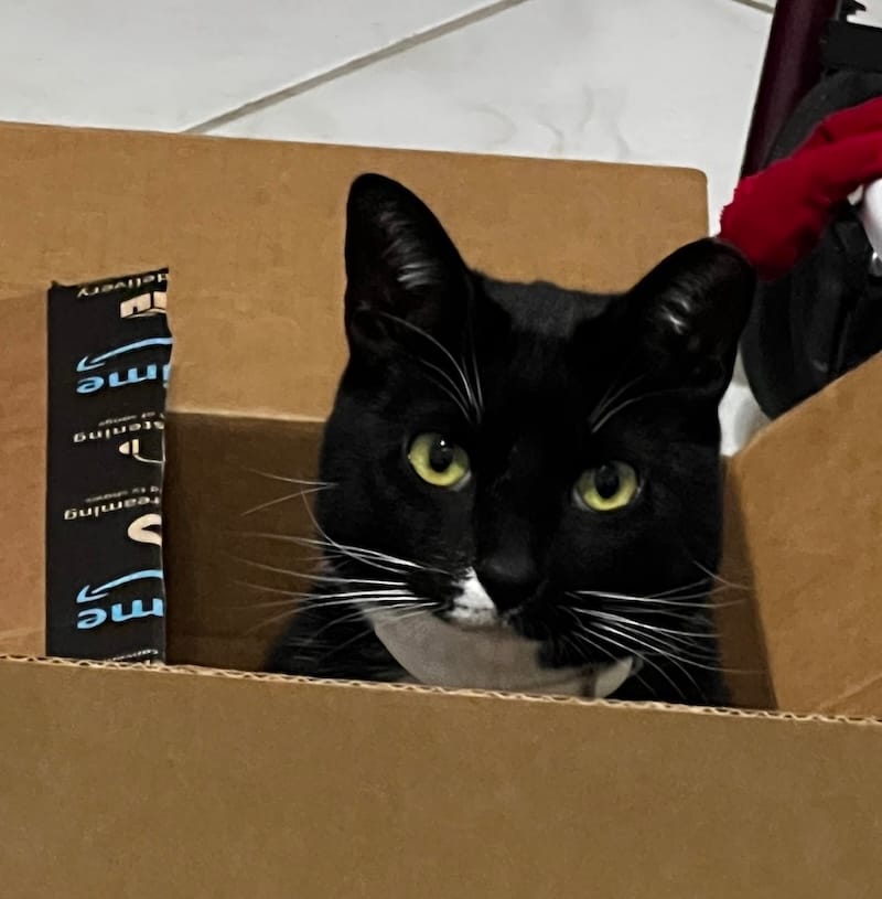 Mittens is a black and white tuxedo cat who can be seen staring into the camera from a distance, perched inside their protective cardboard box fort.