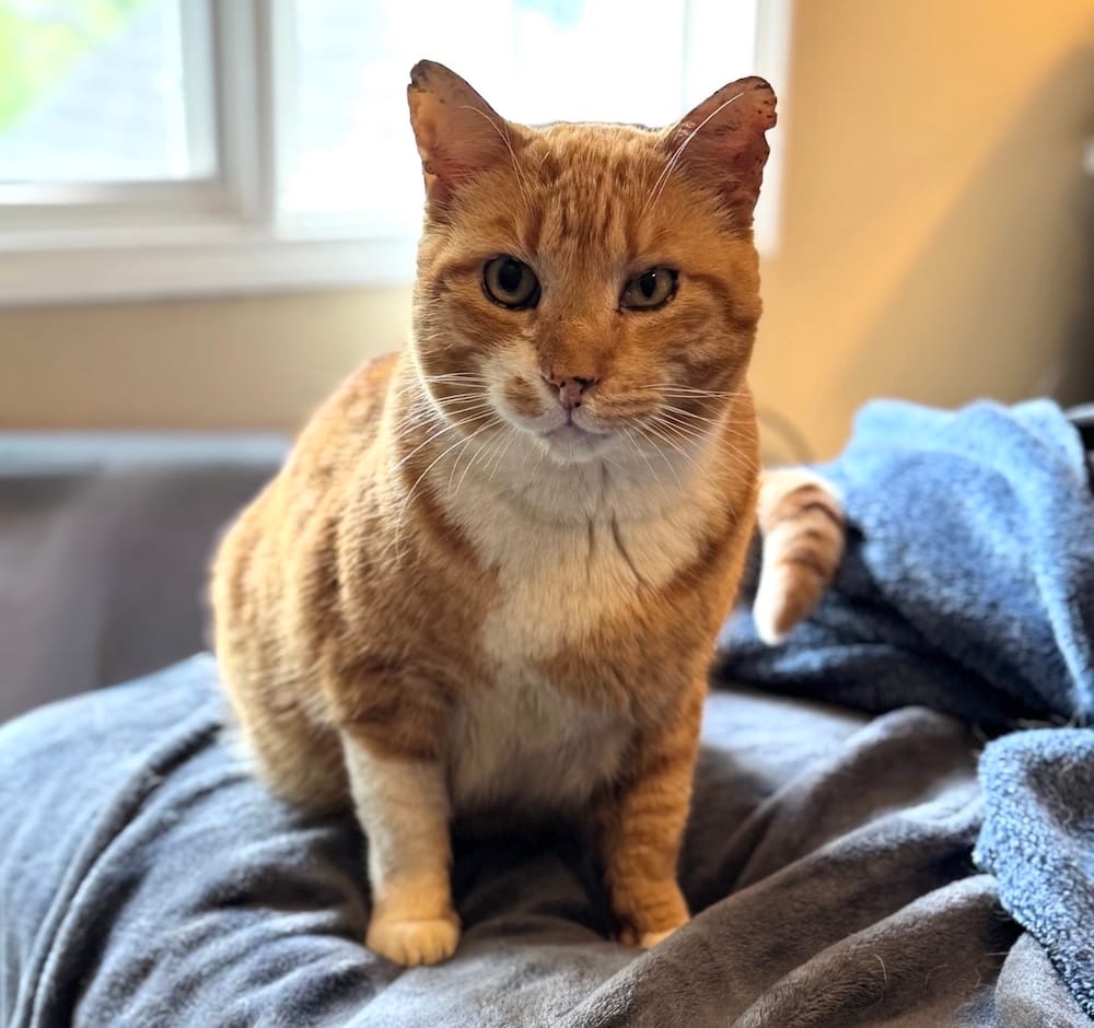 Mr. Garfield is a very handsome ginger kitty who can be seen sitting on some blankets and looking into the camera.
