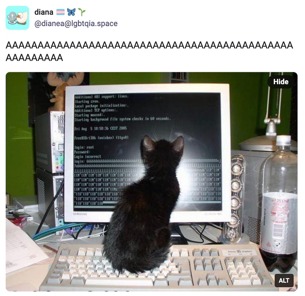 diana post on Mastodon, featuring a black void floof kitten sitting on a keyboard, facing nose-on-computer display featuring a bunch of BIOS text on boot-up.