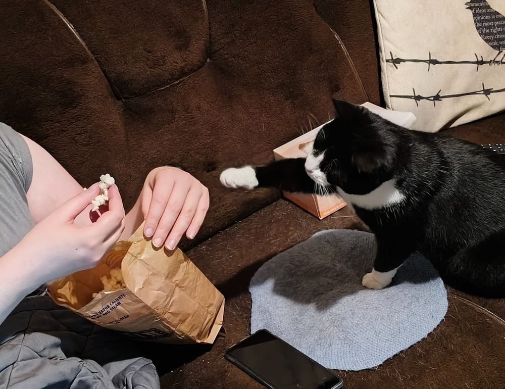 Sophie is a black and white kitty who can be seen here tapping her human's hands from popcorn with her paw.