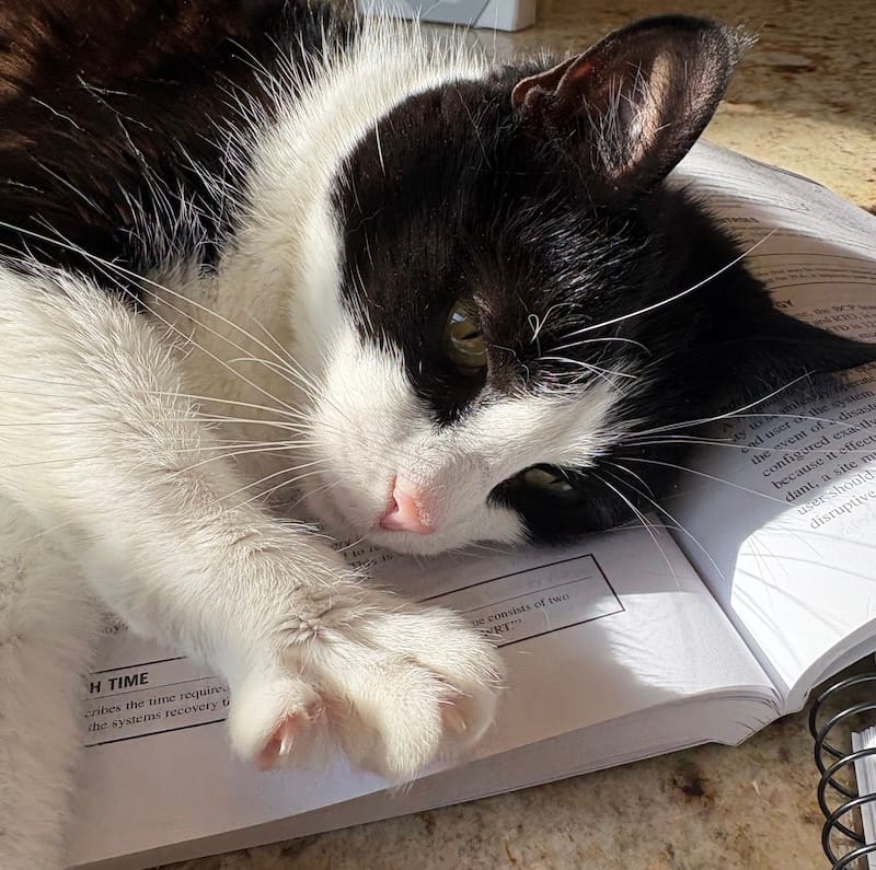 Toast is a black and white cat whose can be seen sprawled out half-asleep over a computer textbook.