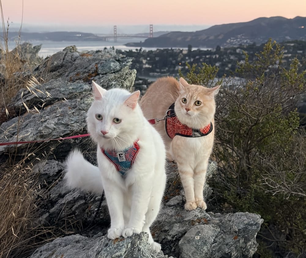 Butter and Cream are two white/light orange cats who can be seen looking at the camera, with harnesses on, exploring the San Francisco outdoors, with the Bay Bridge in the distance. 