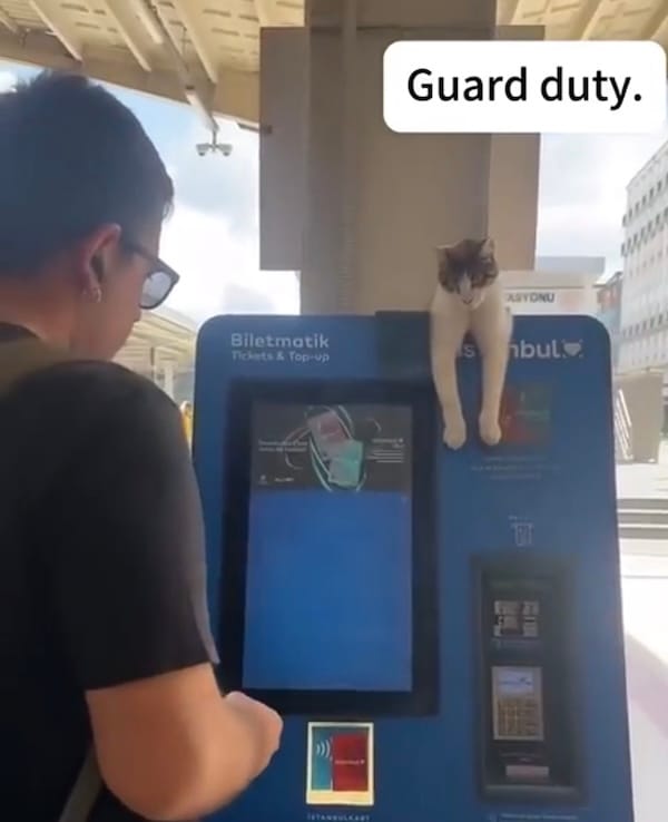 a photo of a cat in Istanbul sitting on top of a blue ticket machine, with its paws over the machine, as someone is trying to buy a ticket, with the caption "guard duty."