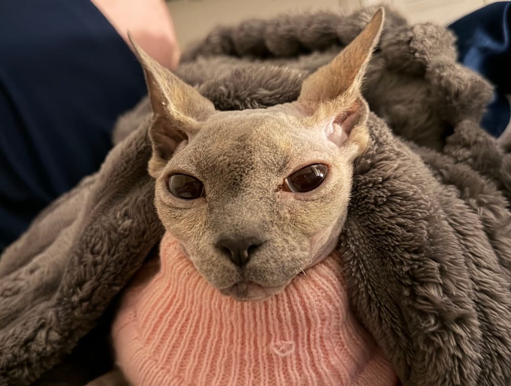 Judy is a hairless cat who can be seen wearing a pink sweater and is covered by a very comfy looking blanket. Judy is looking into the camera intensely!