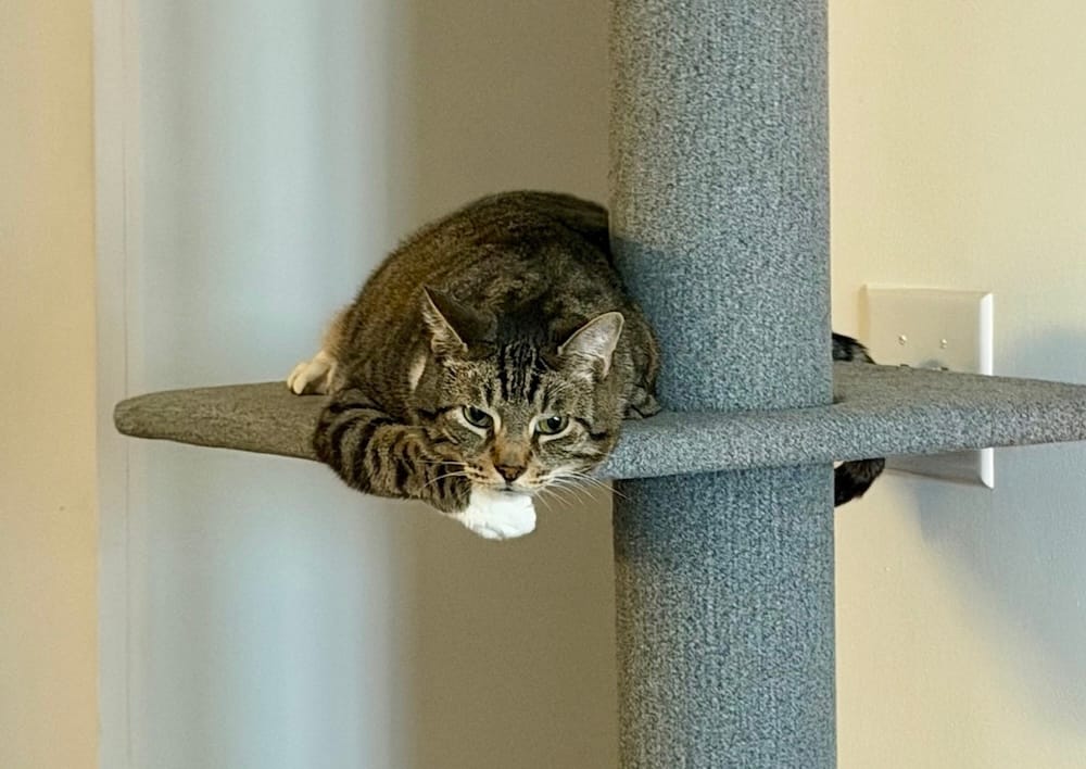 Toby is my handsome tabby cat who can be seen here on his cat tree, chilling out.