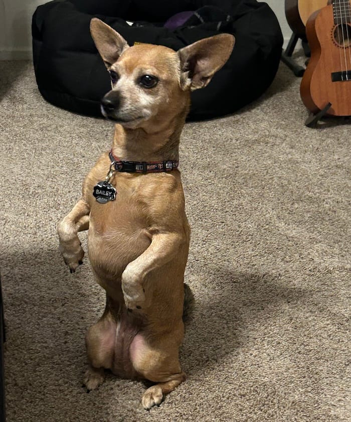 Bailey is an extremely cut dog who can be seen on her hind legs with her paws out, as if to look aghast (but also incredibly adorable)