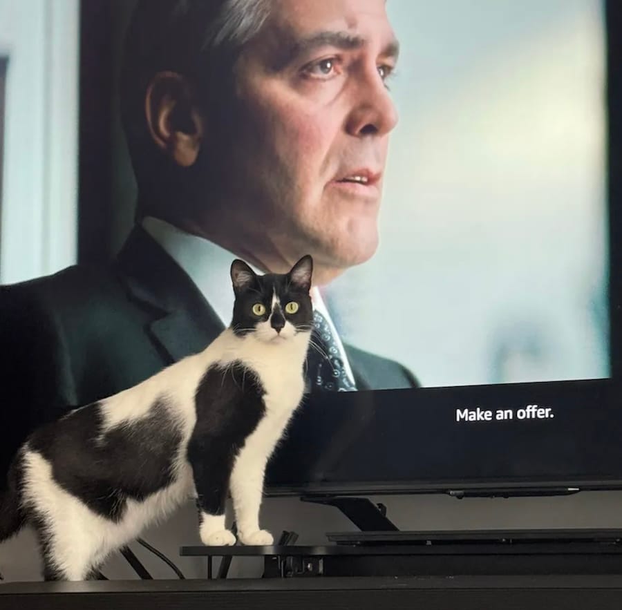 a photo of a black and white cat, stood on all fours, on a TV stand in front of a TV, with George Clooney behind the cat on screen, with the caption "Make an offer." The cat is staring directly at the camera. 