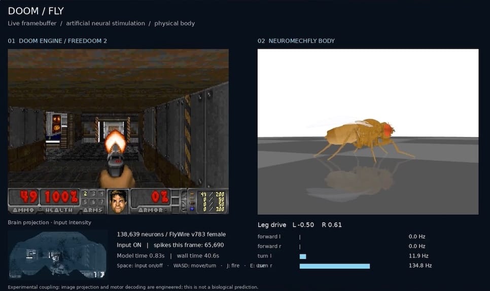 a side-by-side photo of a computer console, featuring a game running Doom (left) and a digital fly (right) walking in a simulated environment. 