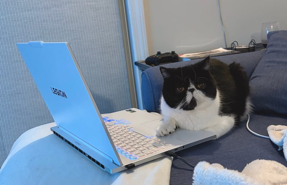 Euclid is a black and white kitty who has his paw on a laptop trackpad, and is looking at the camera, as if they are using the computer.