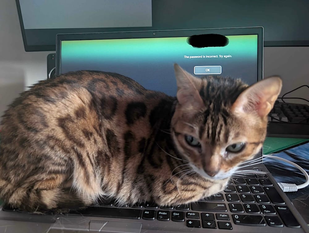 Maya is a beautiful orange and brown kitty who is laying down with her paws tucked in on her human's laptop, which has on its display a message saying "The password is incorrect, try again."