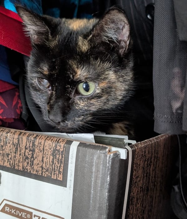 Medusa is a beautiful black, brown, and orange calico cat with a bluish right-eye and a green left eye, sat mischievously in a cardboard box of files.
