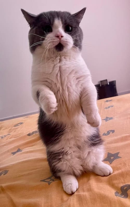 BaoBao is a very cute grey and white-bellied kitty who can be seen here stood up on his hind legs, with their paws in front of him, as if to show they are asking for something.