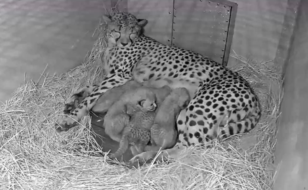 a still photo of a camera pointing into a zoo, featuring a cheetah lying down and asleep, with several cheetah cubs snuggling around her and feeding.